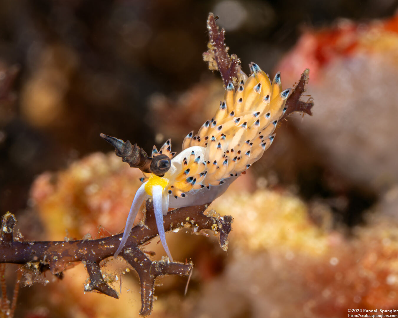 Favorinus tsuruganus (Ringed Favorinus)