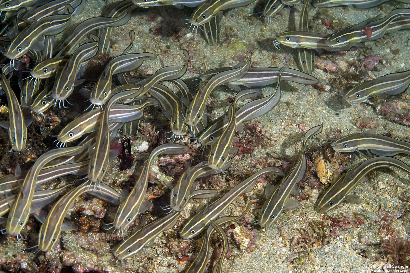 Plotosus lineatus (Striped Catfish)