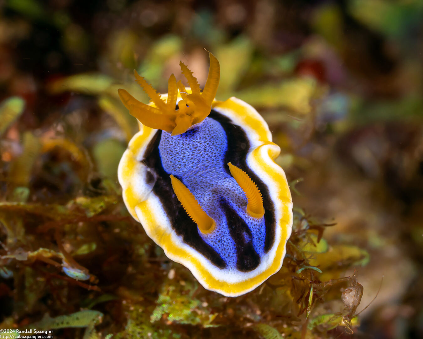 Chromodoris annae (Anna's Chromodoris)