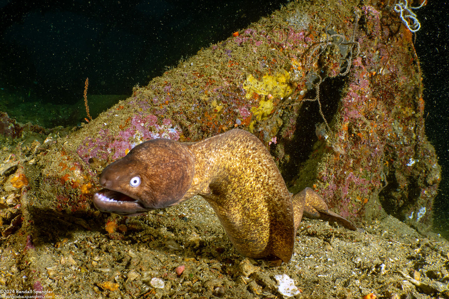 Gymnothorax thyrsoideus (White-Eyed Moray)