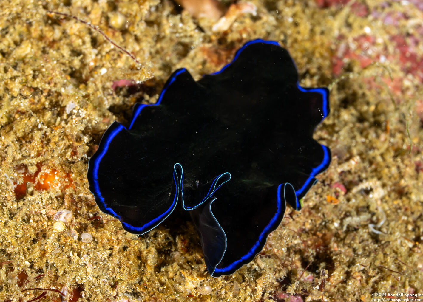Pseudoceros sapphirinus (Sapphire Flatworm)
