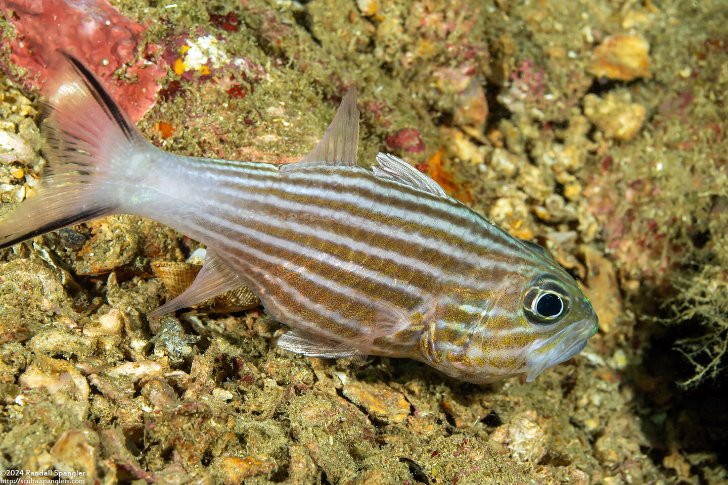 Cheilodipterus macrodon (Tiger Cardinalfish)