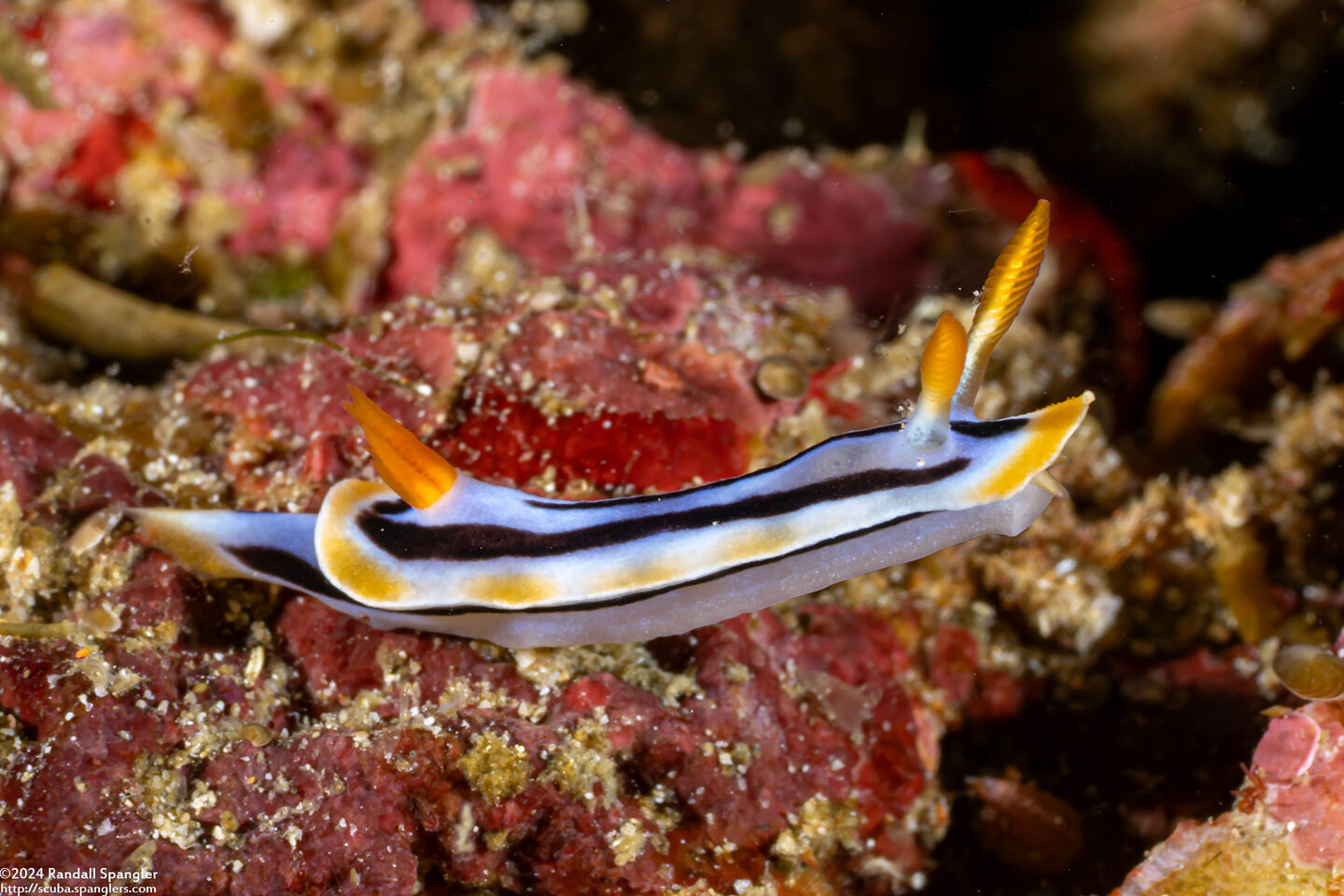 Chromodoris strigata (Streaked Chromodoris)
