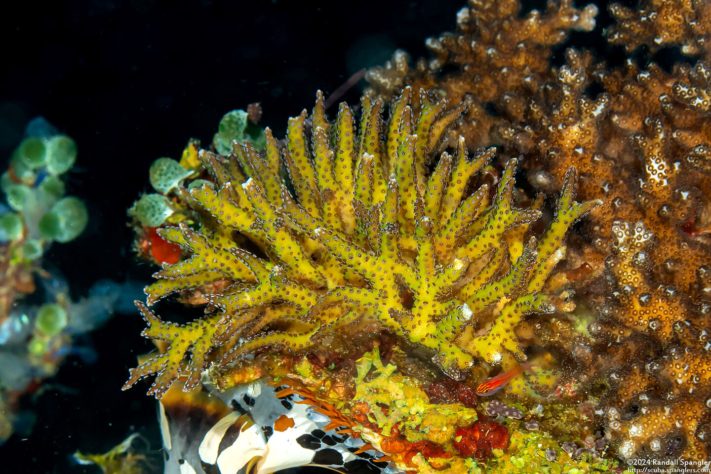 Seriatopora guttata (Dotted Seriatopora)