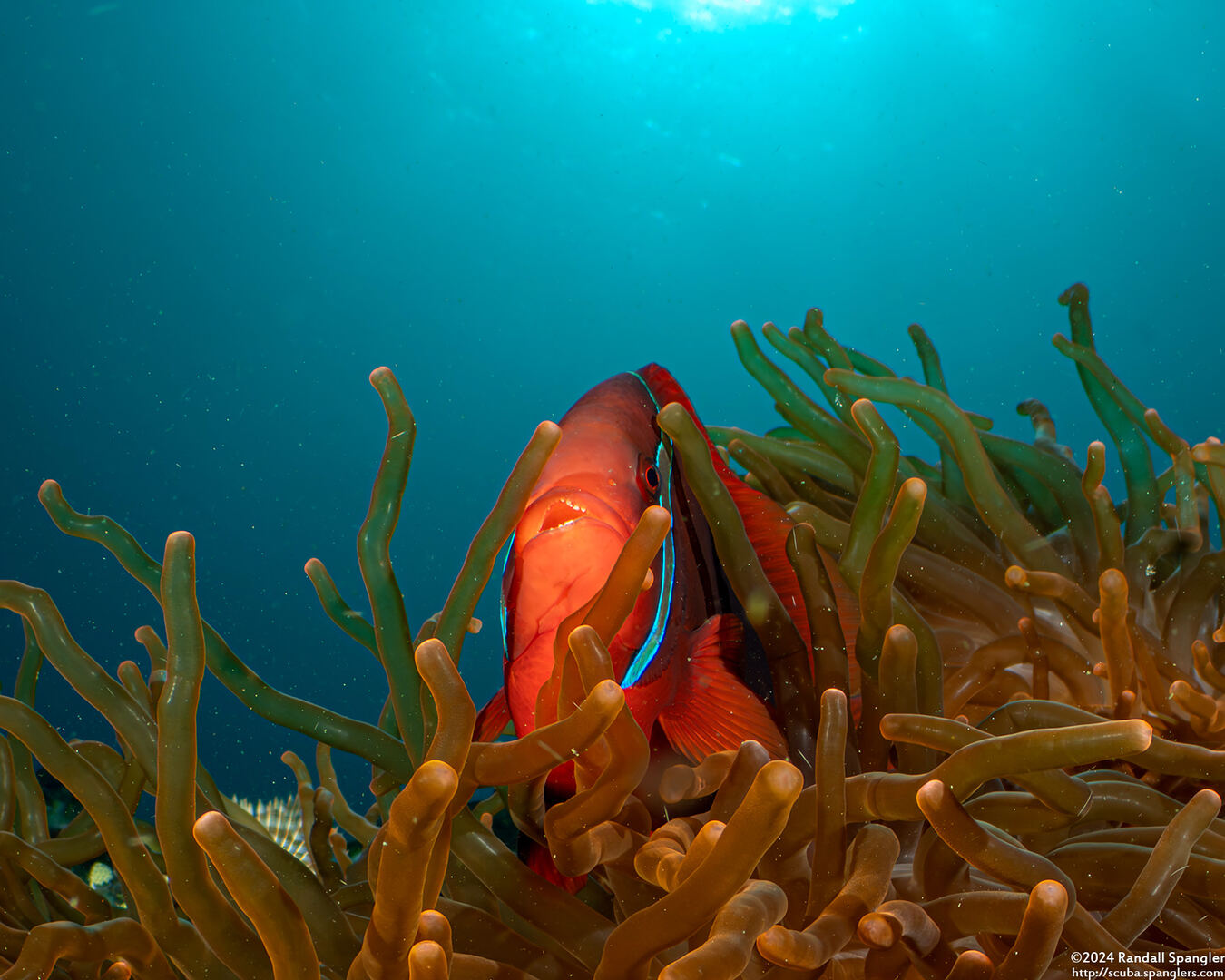 Amphiprion frenatus (Tomato Anemonefish)