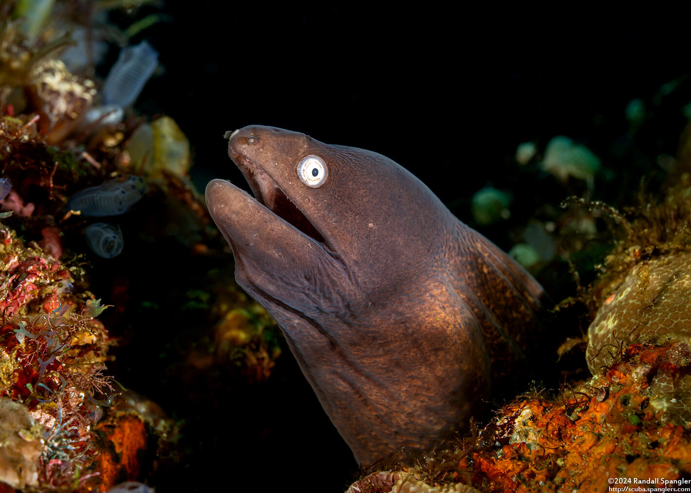 Gymnothorax thyrsoideus (White-Eyed Moray)