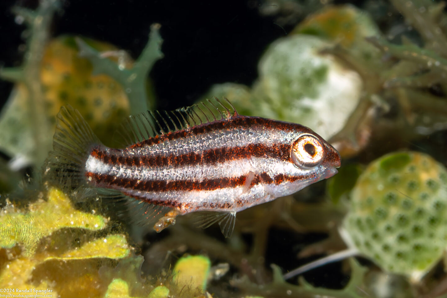 Chlorurus spilurus (Bullethead Parrotfish); Tiny juvenile