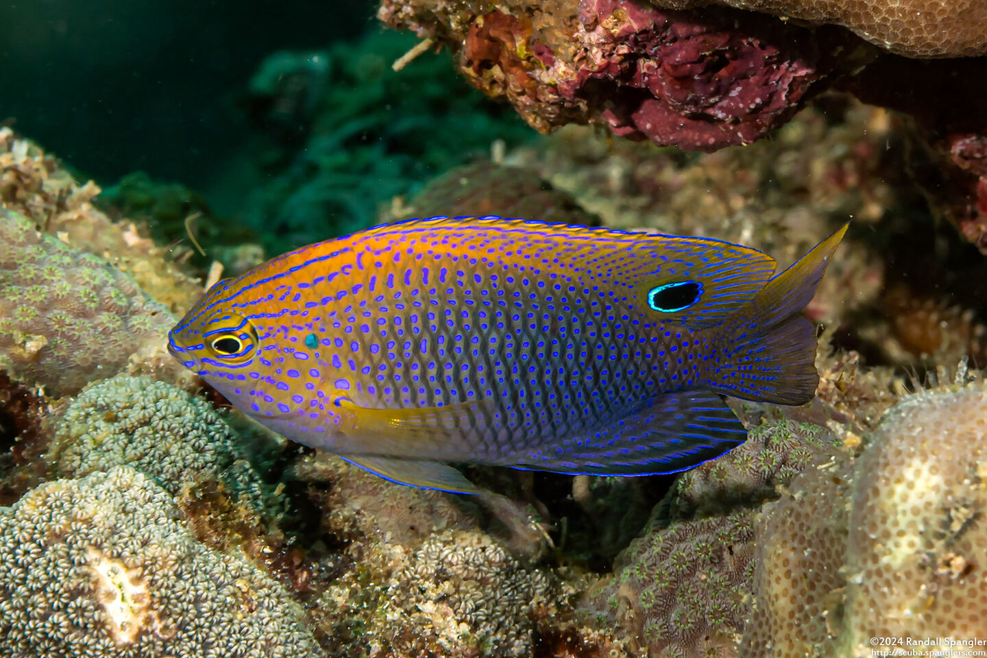 Pomacentrus vaiuli (Princess Damsel)