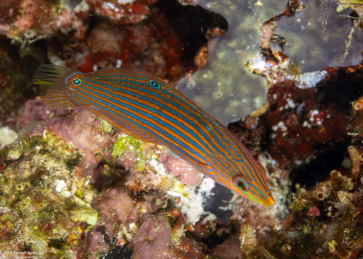 Halichoeres richmondi (Richmond's Wrasse)