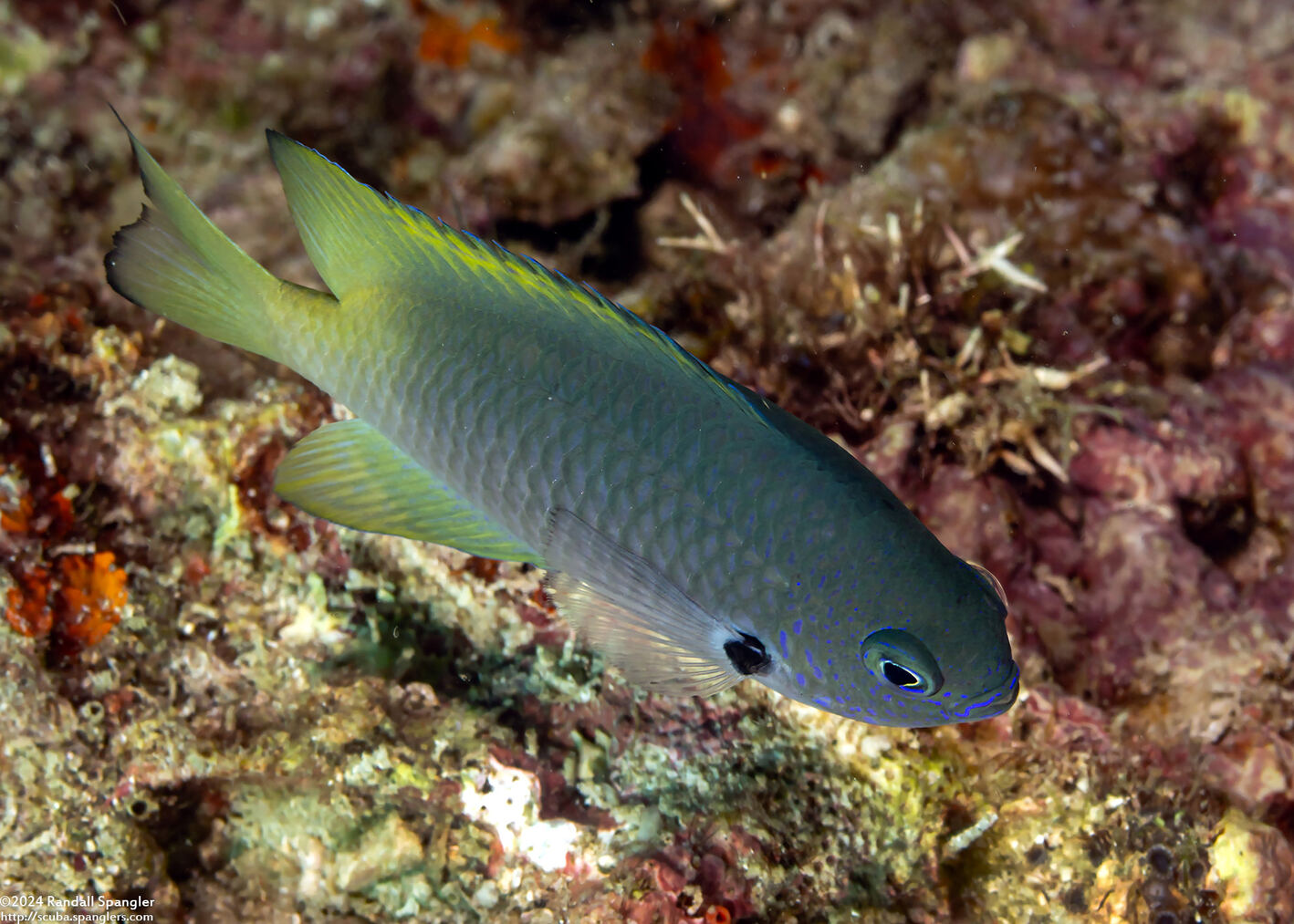 Pomacentrus nigromarginatus (Blackmargined Damsel)