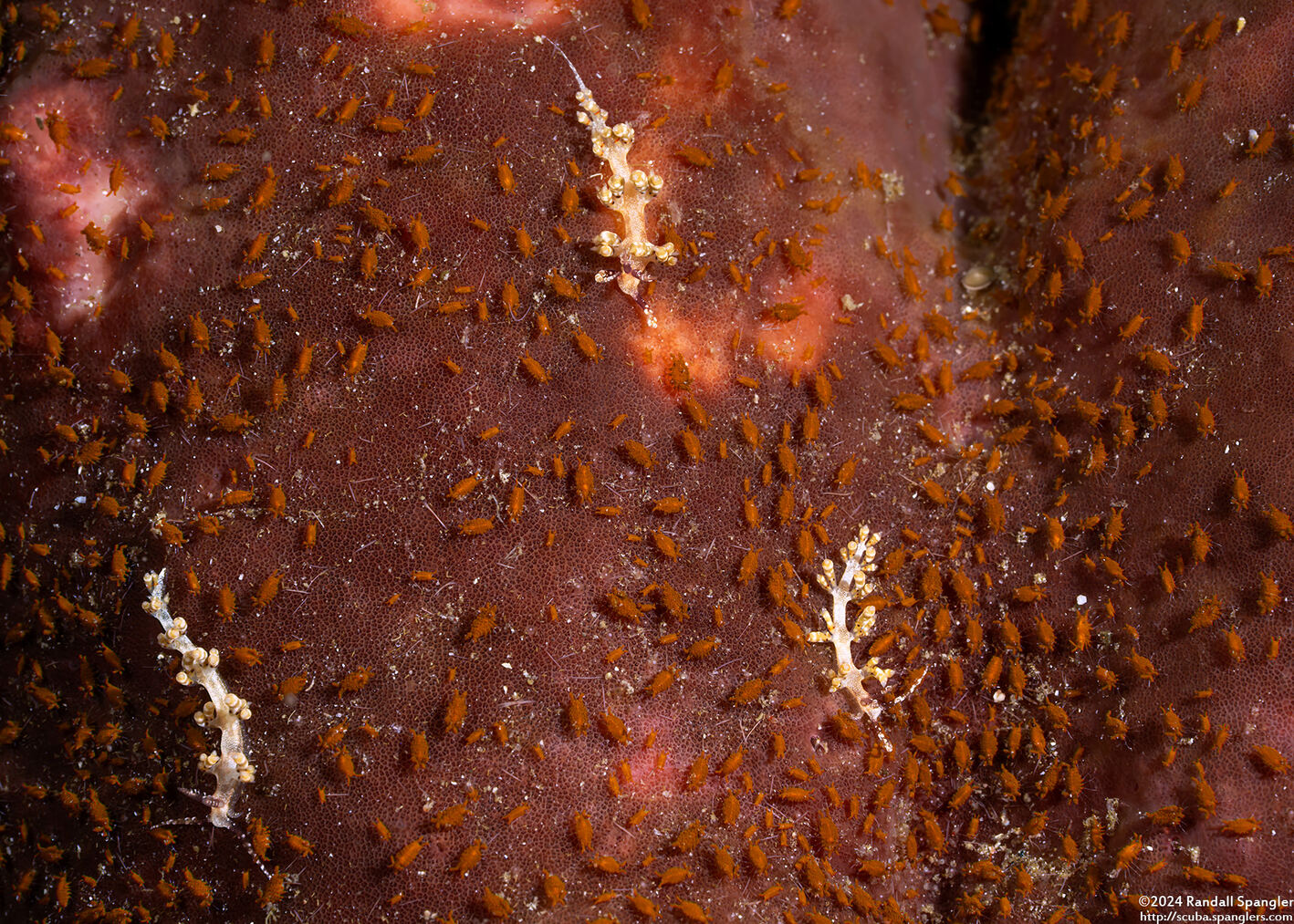 Facelinid sp.3 (Facelinid sp.3)