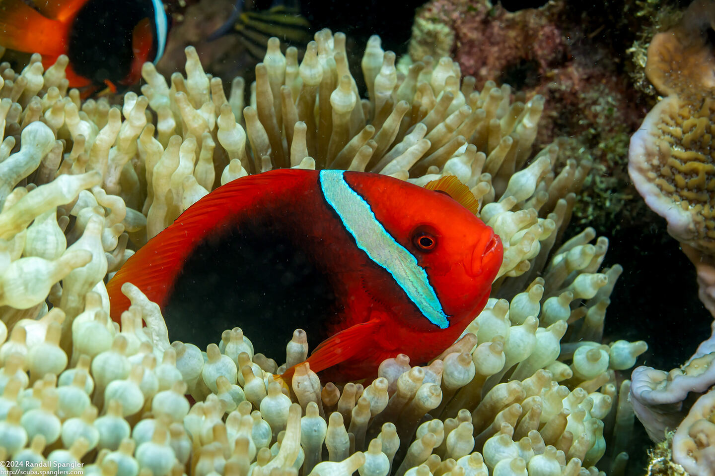 Amphiprion frenatus (Tomato Anemonefish)