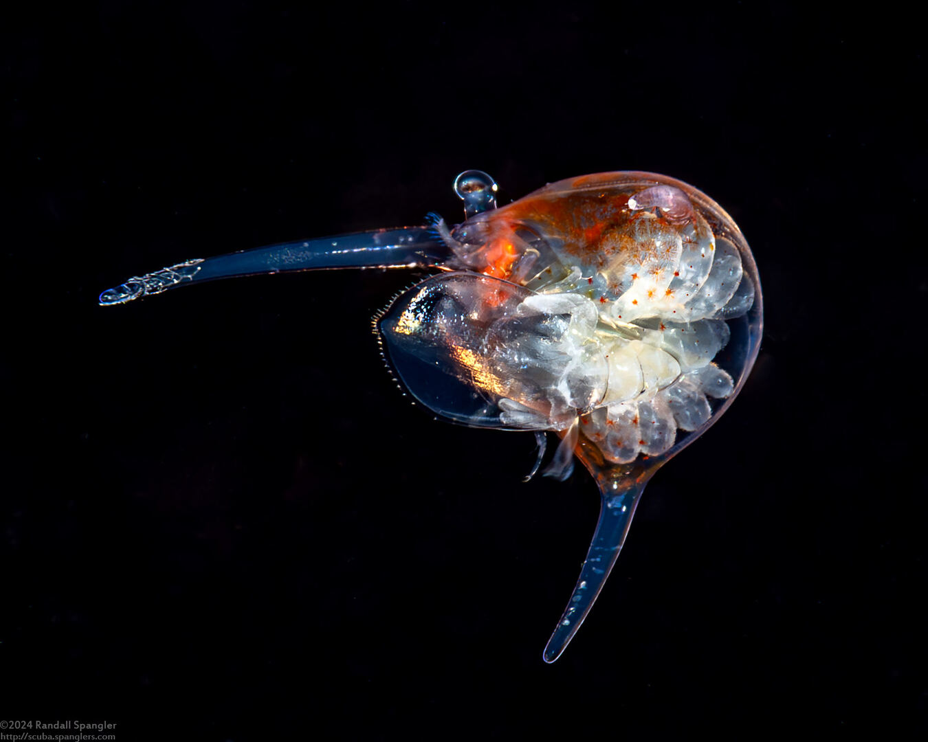 Infraorder Brachyura (Larval Crab (Zoea Stage))