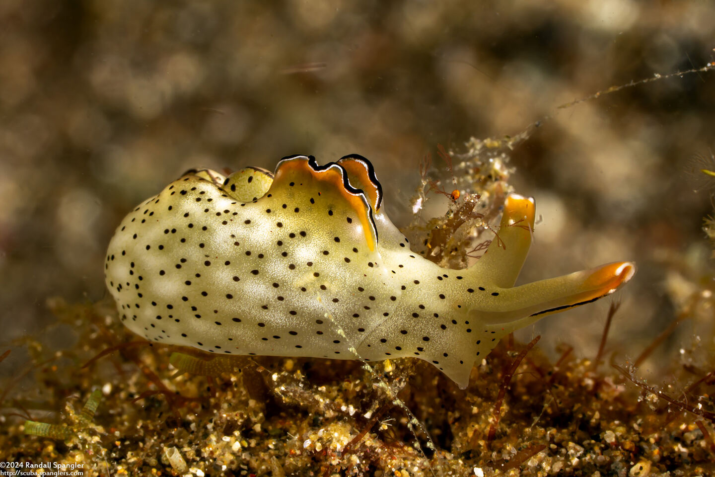 Elysia ornata (Ornate Sapsucking Slug)