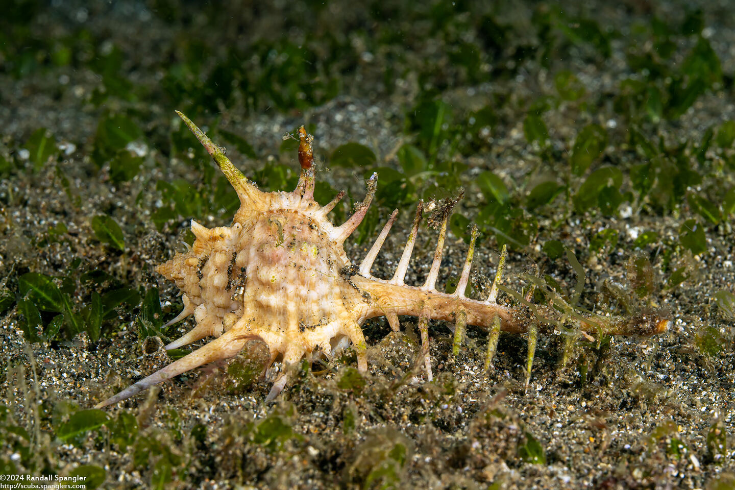 Murex ternispina (Tipped Murex)