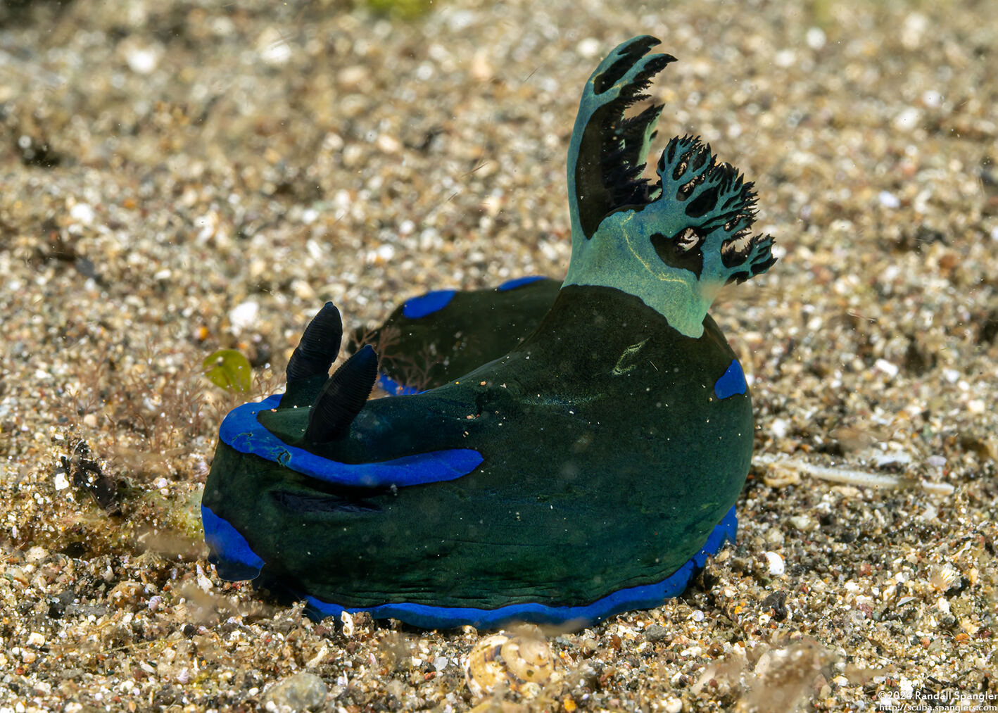 Tambja morosa (Gloomy Nudibranch)