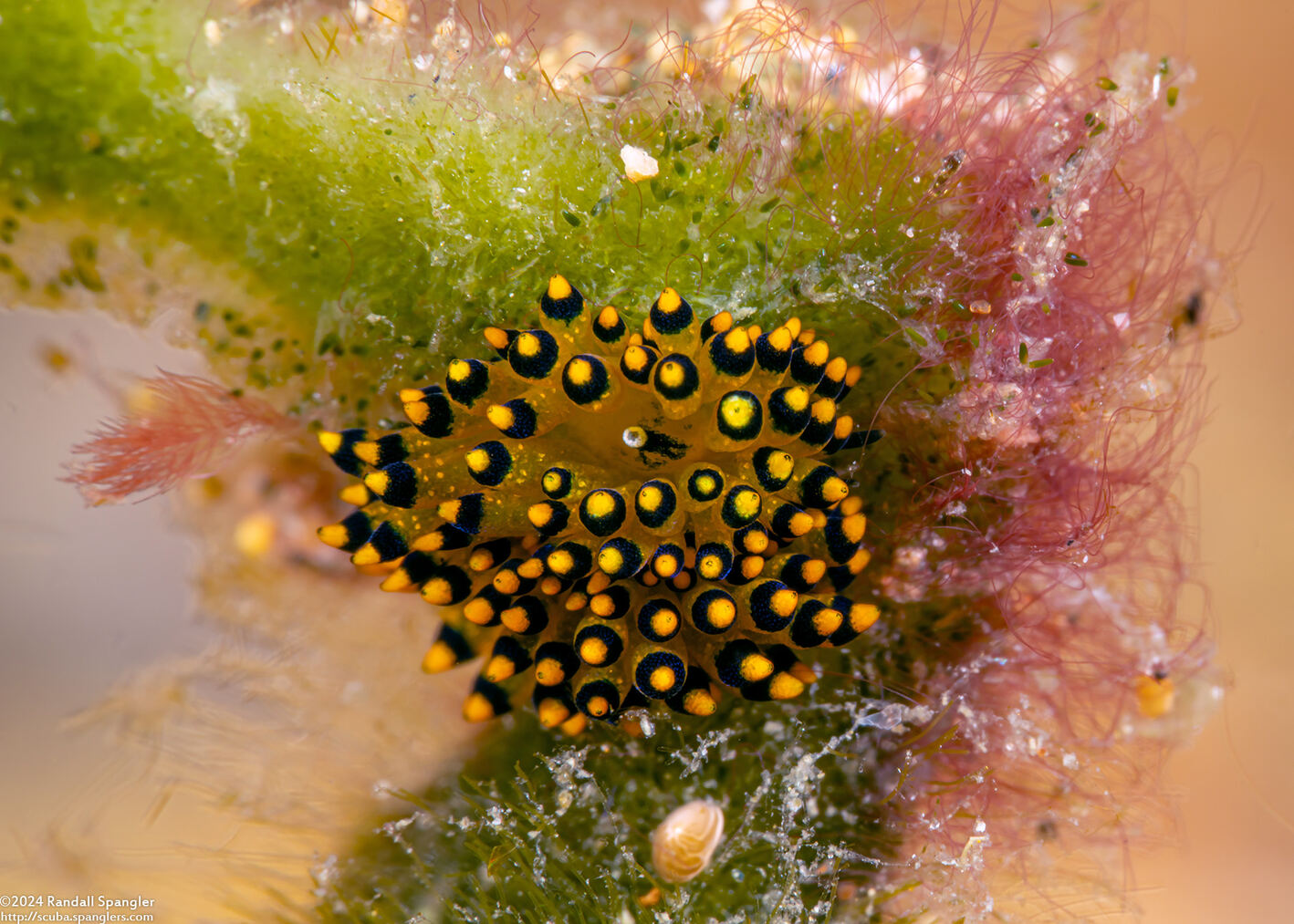 Stiliger ornatus (Ornate Stiliger)