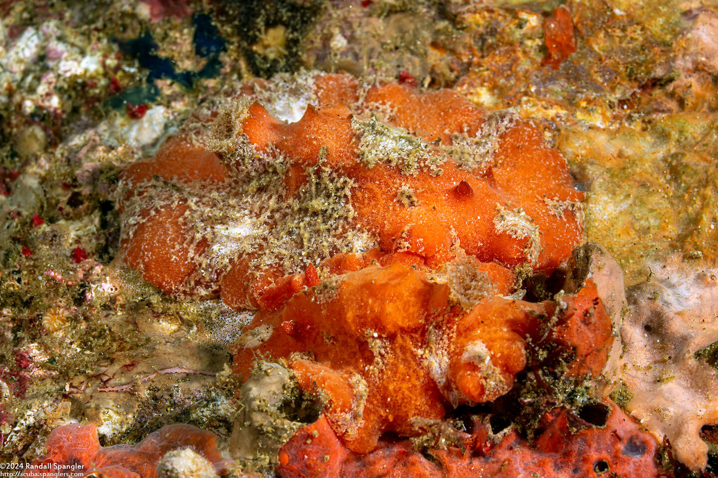 Sclerodoris tuberculata (Sponge Sclerodoris)