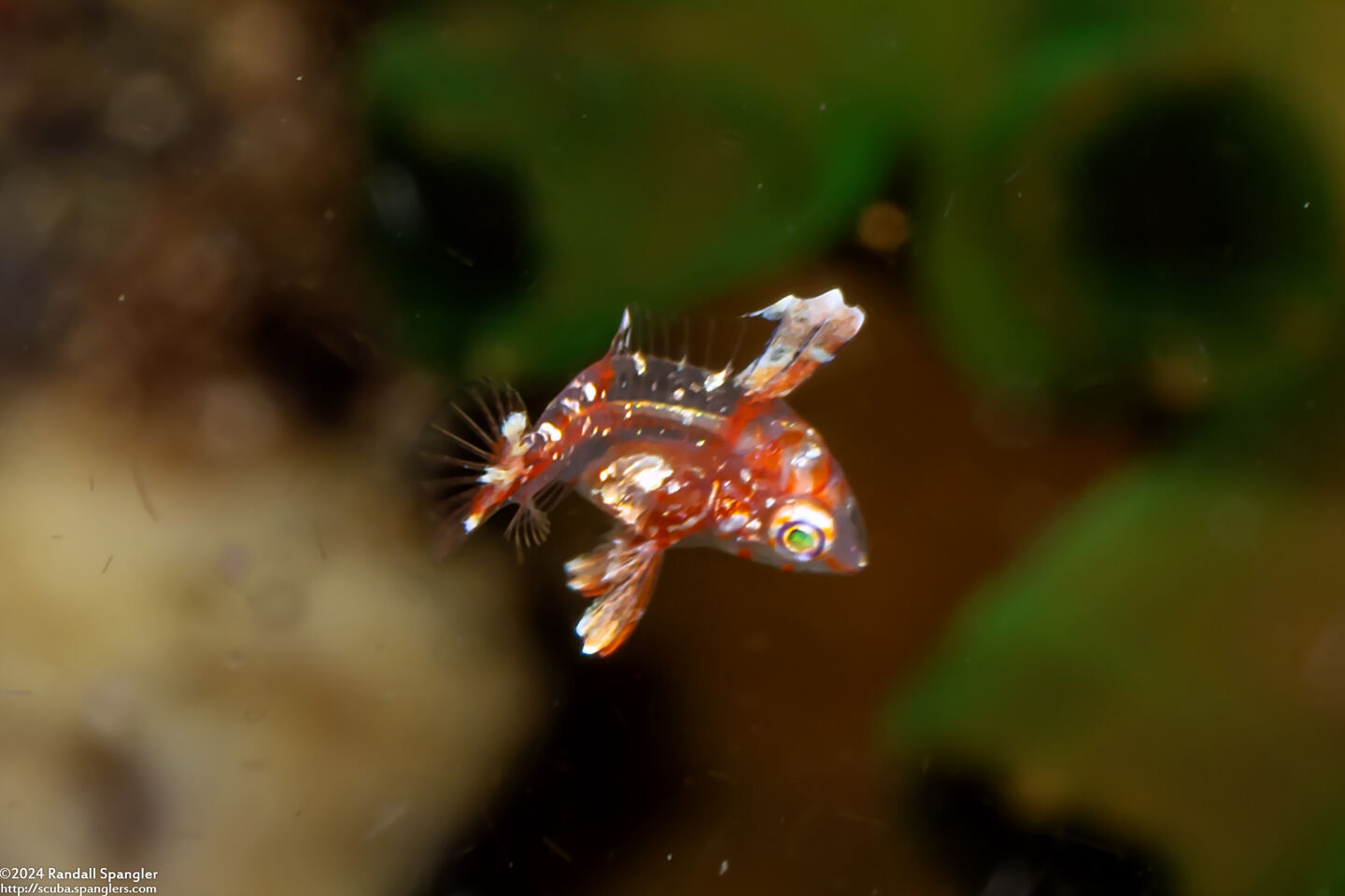 Macropharyngodon negrosensis (Black Leopard Wrasse); Tiny juvenile