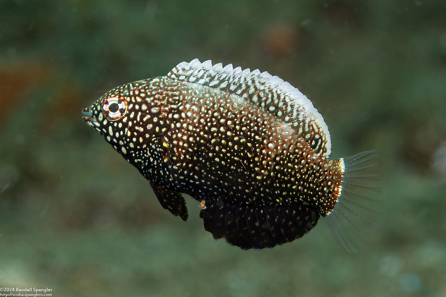 Macropharyngodon negrosensis (Black Leopard Wrasse)