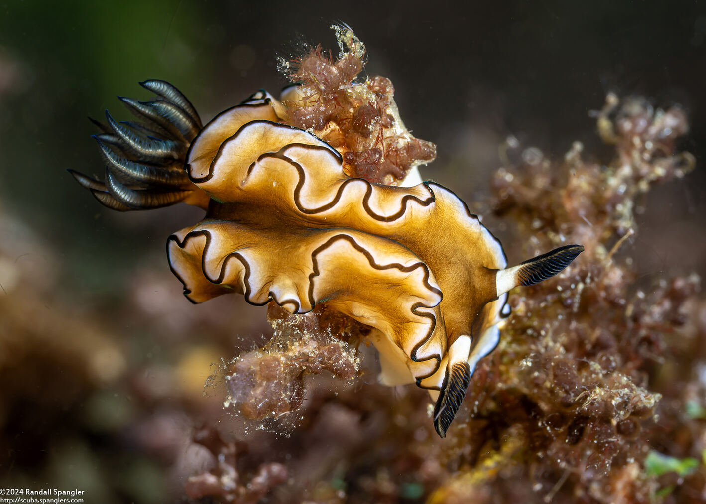 Doriprismatica atromarginata (Dark Margin Glossodoris)