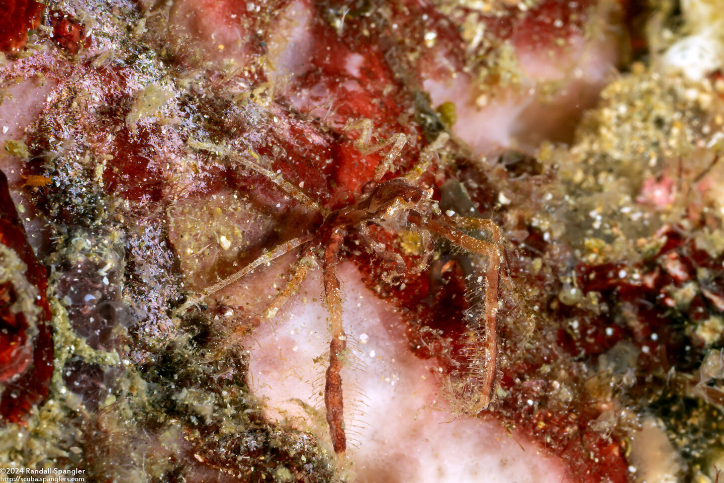 Achaeus sp.1 (Achaeus sp.1)