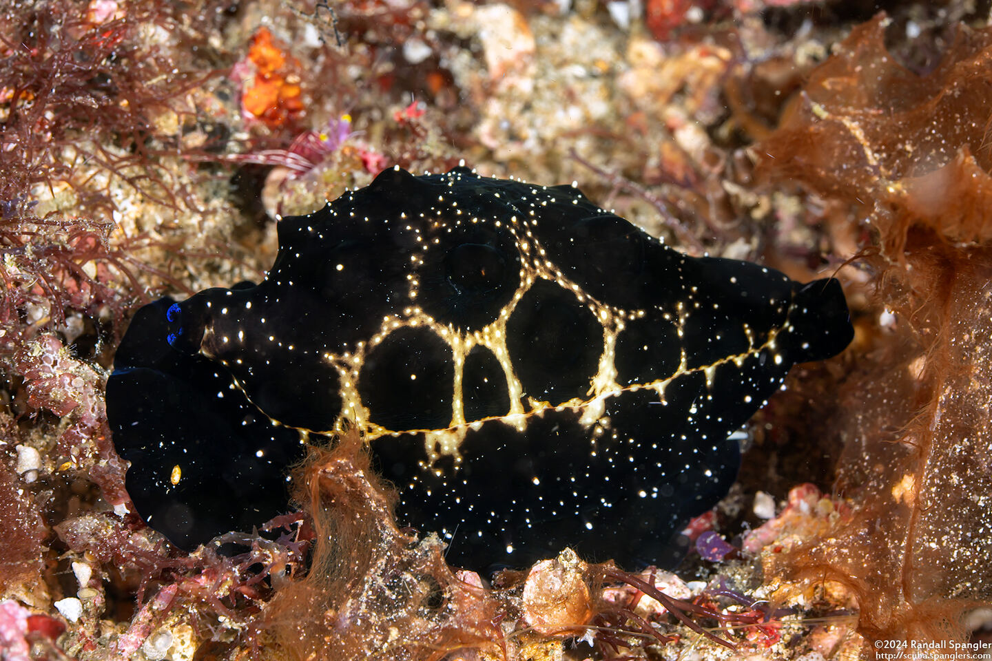 Ovula ovum (Common Egg Cowry)