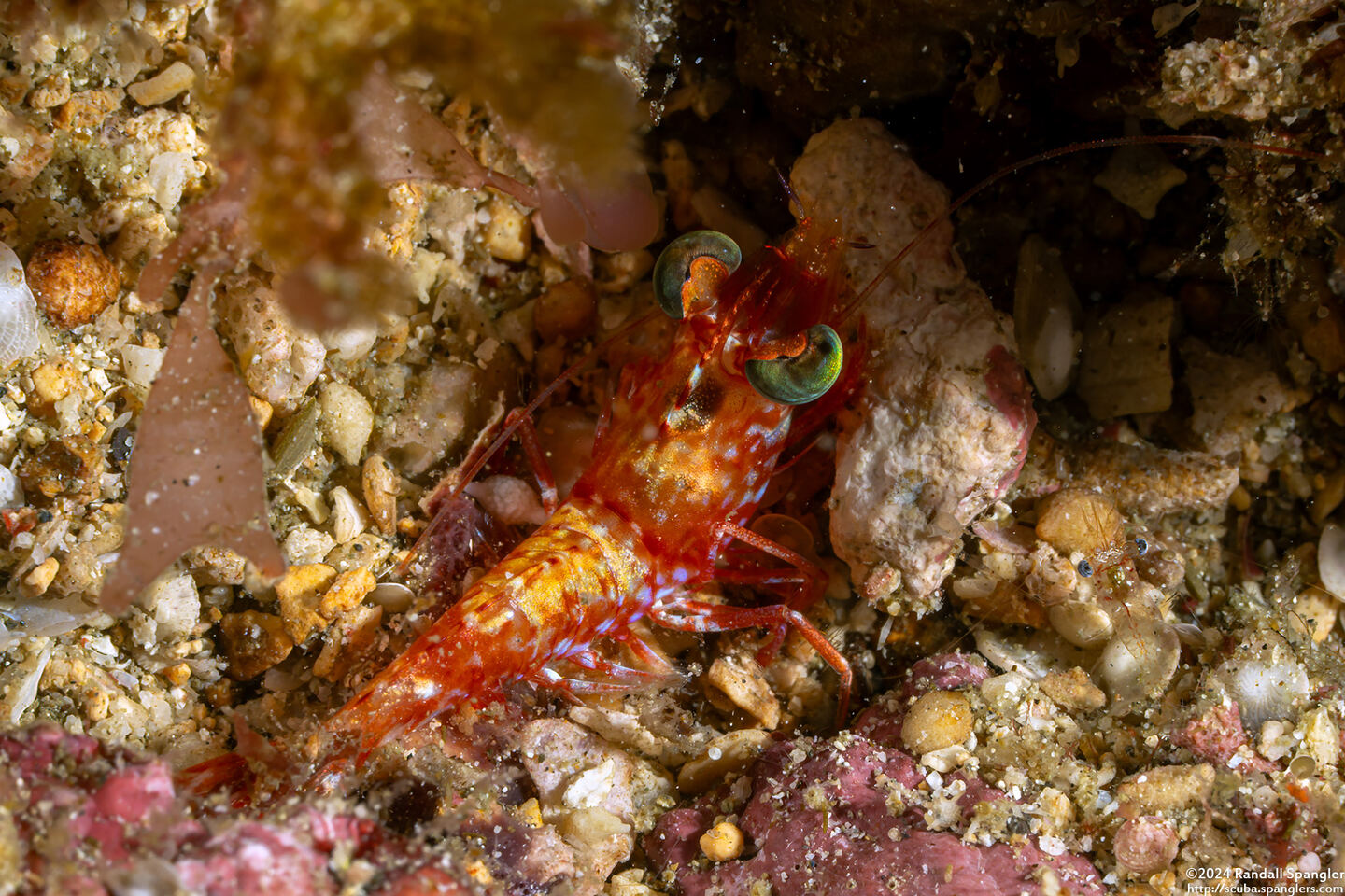 Metapenaeopsis sp.1 (Metapenaeopsis sp.1)