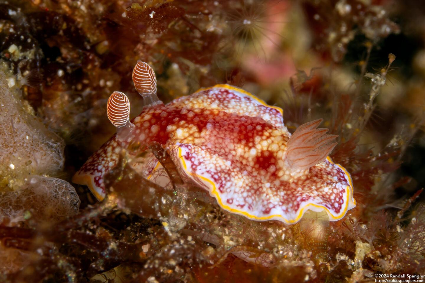 Goniobranchus sp.2 (Humpback Sea Slug)