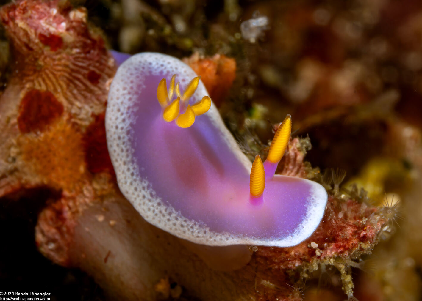 Hypselodoris apolegma (Robe Hem Hypselodoris)