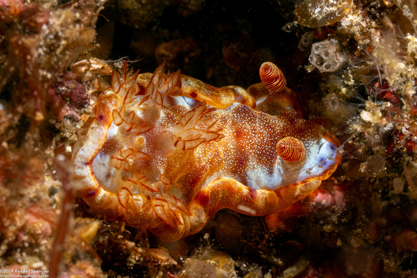 Hexabranchus lacer (Spanish Lace Dancer)