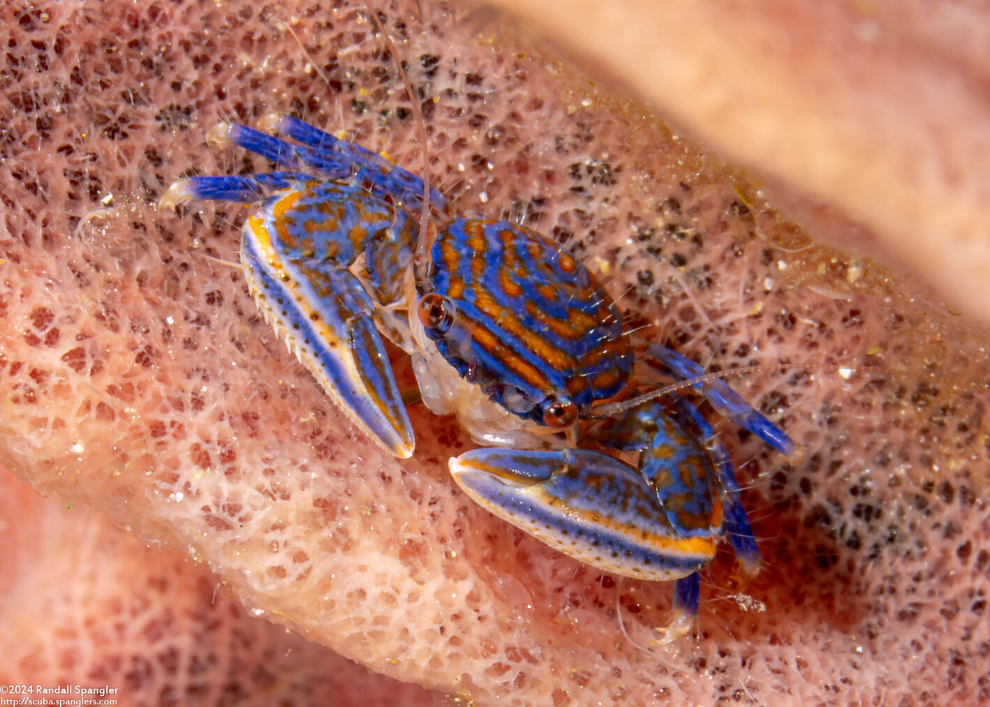 Aliaporcellana spongicola (Porcelain Crab)
