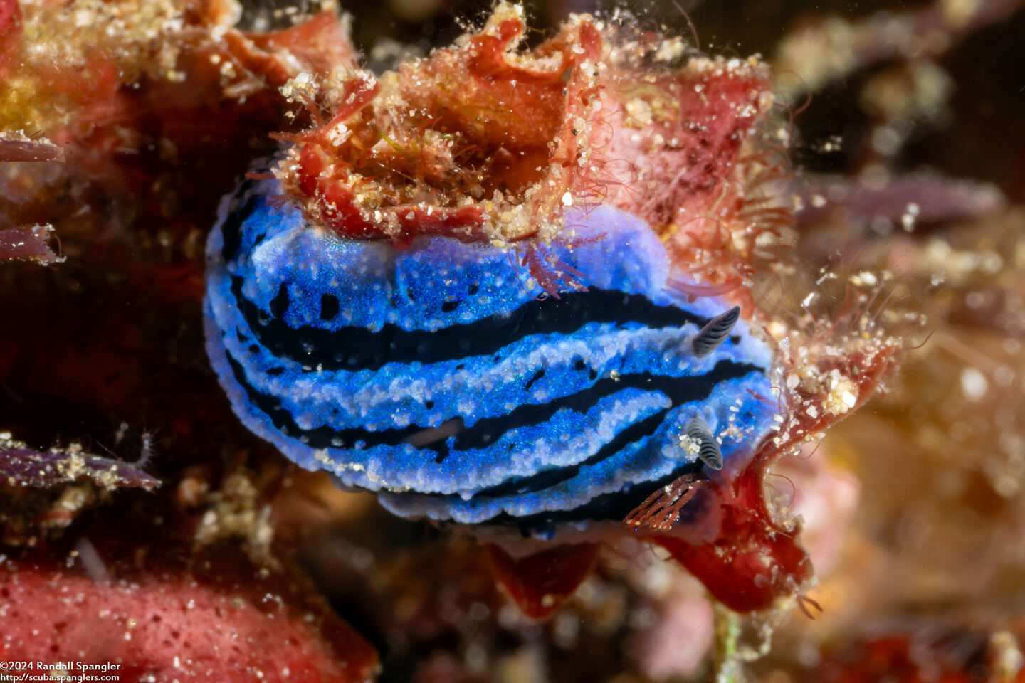 Phyllidiopsis annae (Anne's Phyllidiopsis)