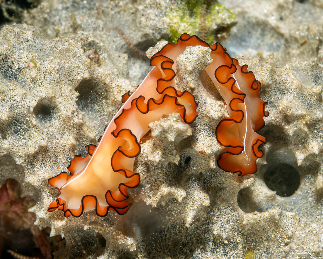 Maiazoon orsaki (Orsak's Flatworm)