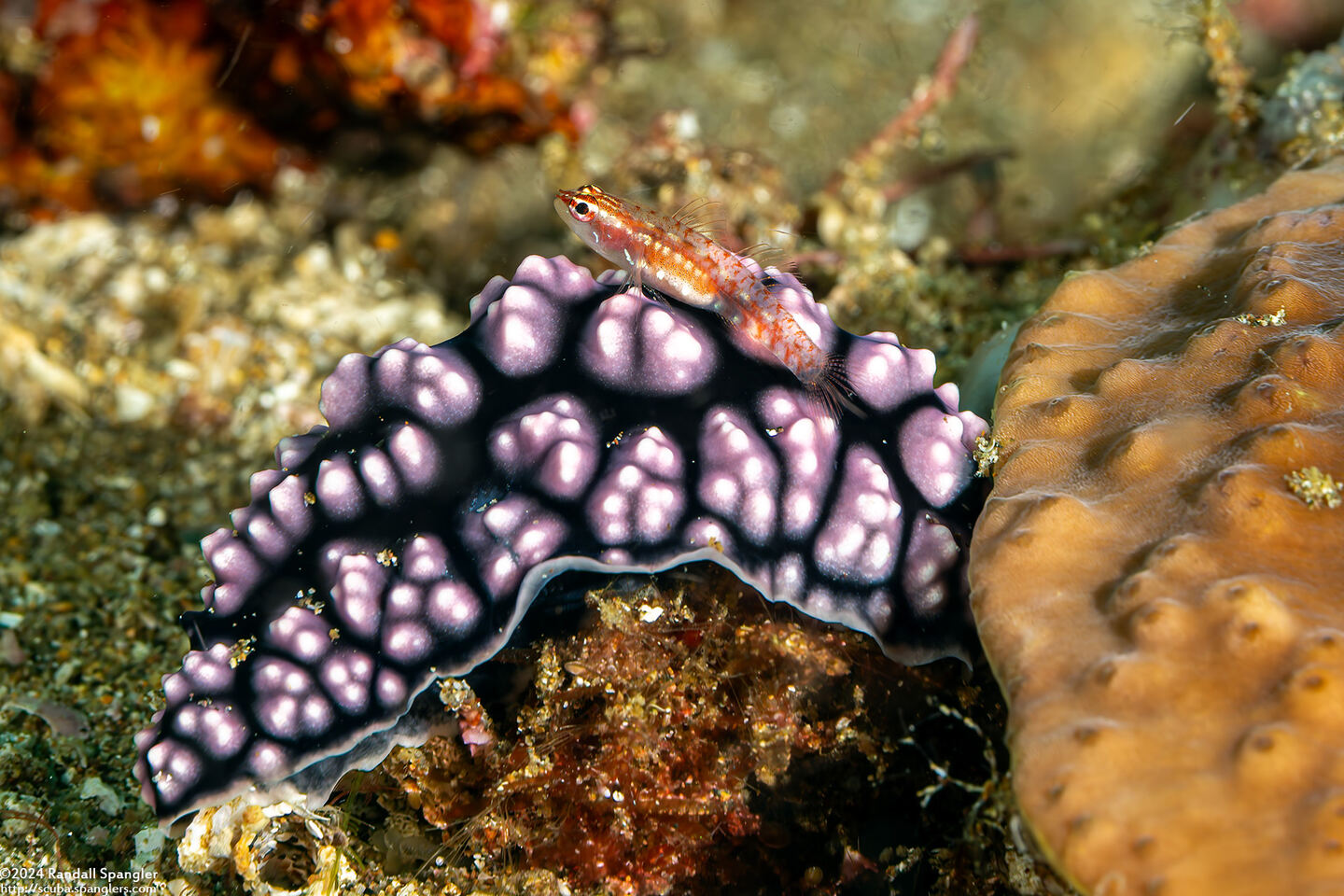 Phyllidiella pustulosa (Pustulose Phyllidia)