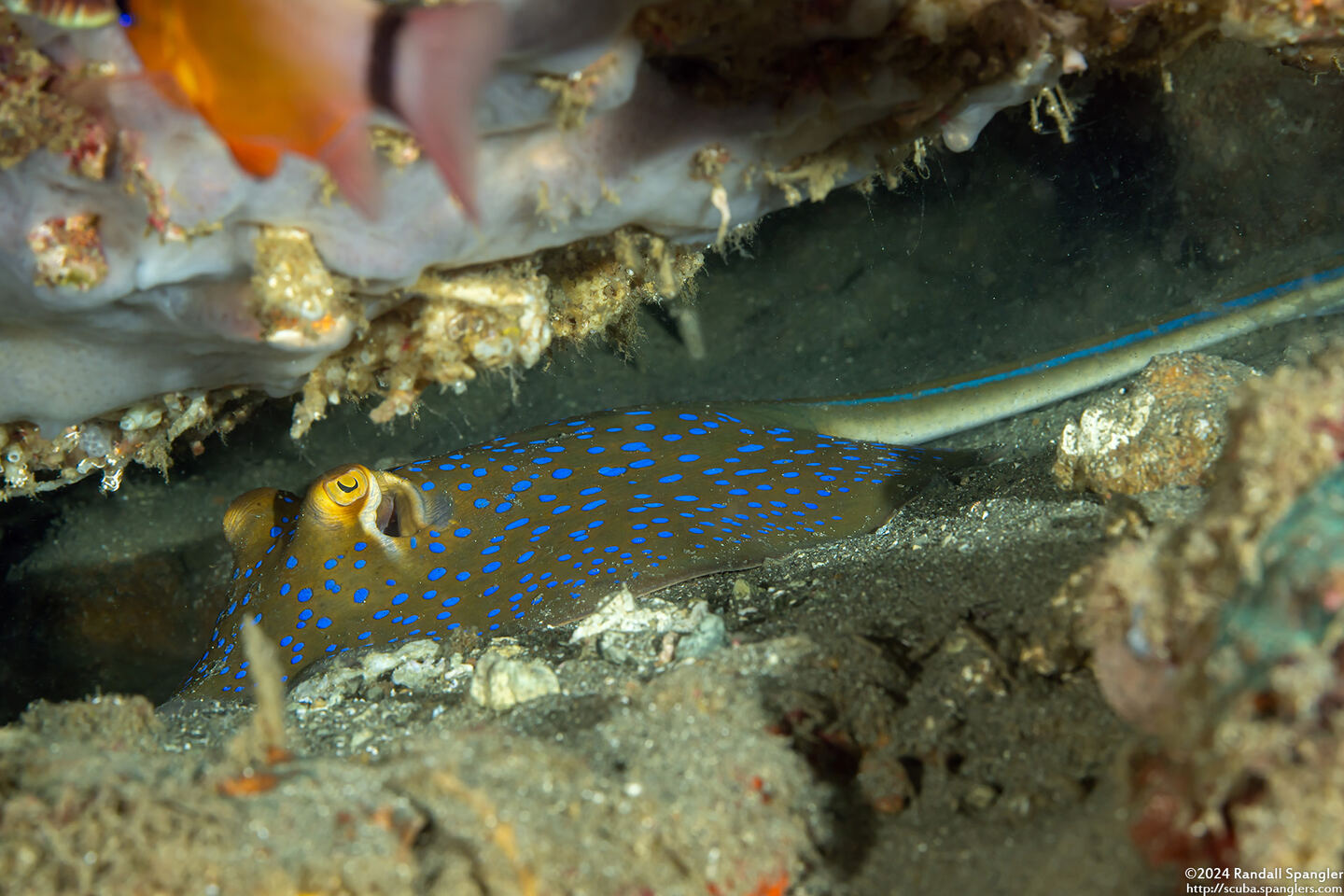 Taeniura lymma (Blue-Spotted Ribbontail Ray)