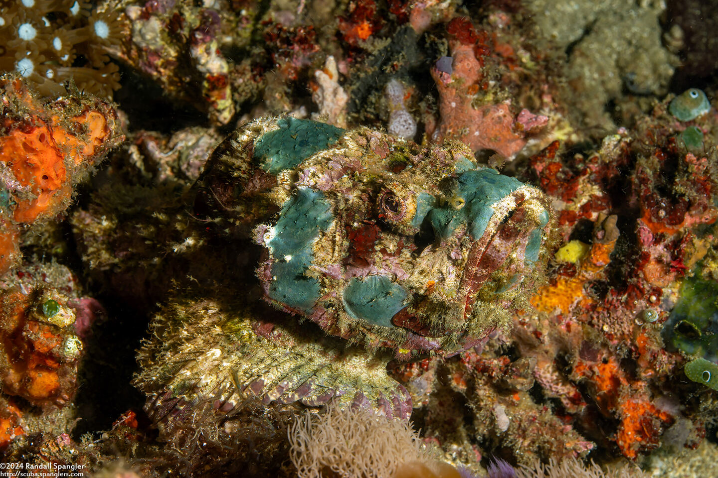 Scorpaenopsis diabolus (Devil Scorpionfish)
