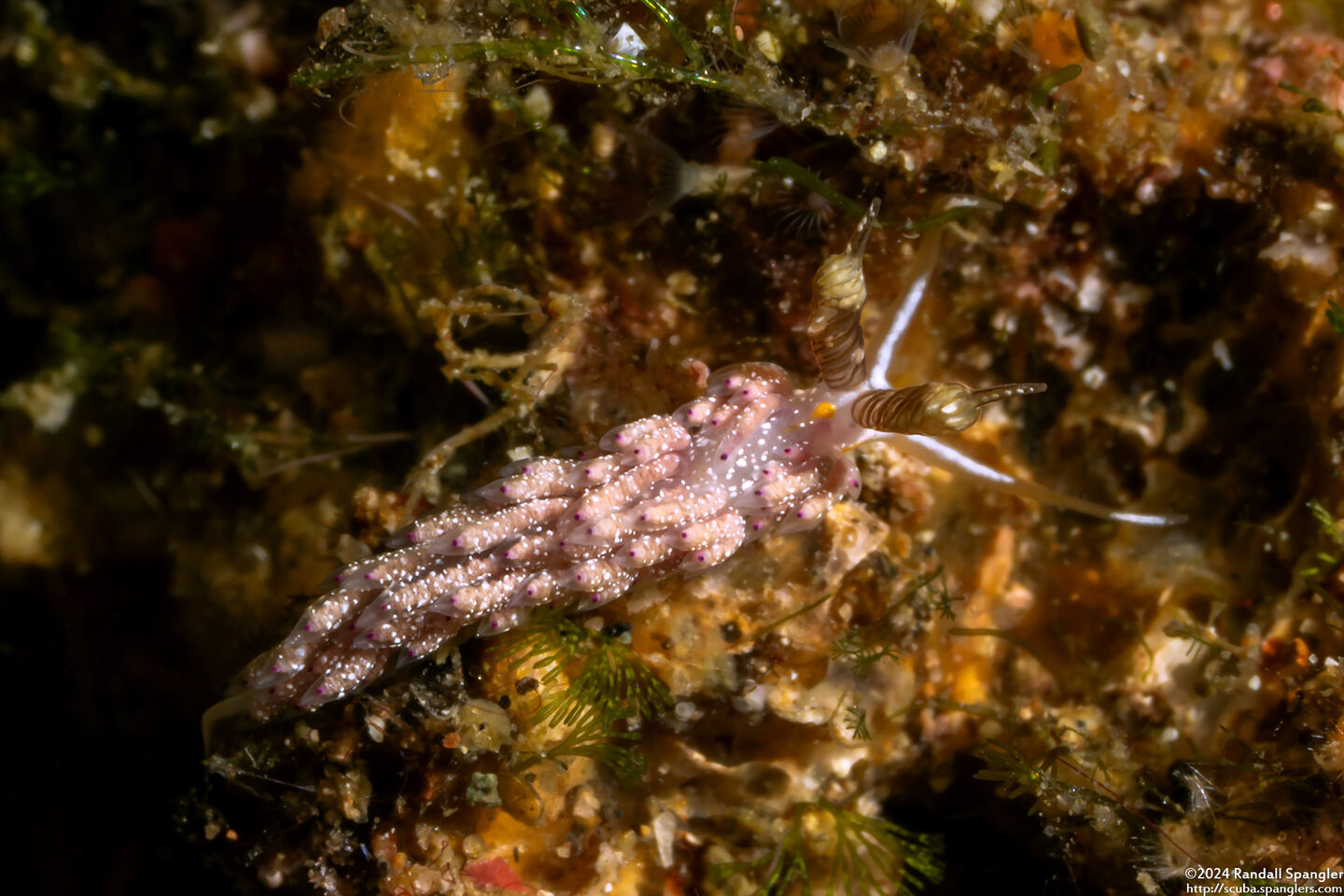 Favorinus mirabilis (Wonderful Favorinus)