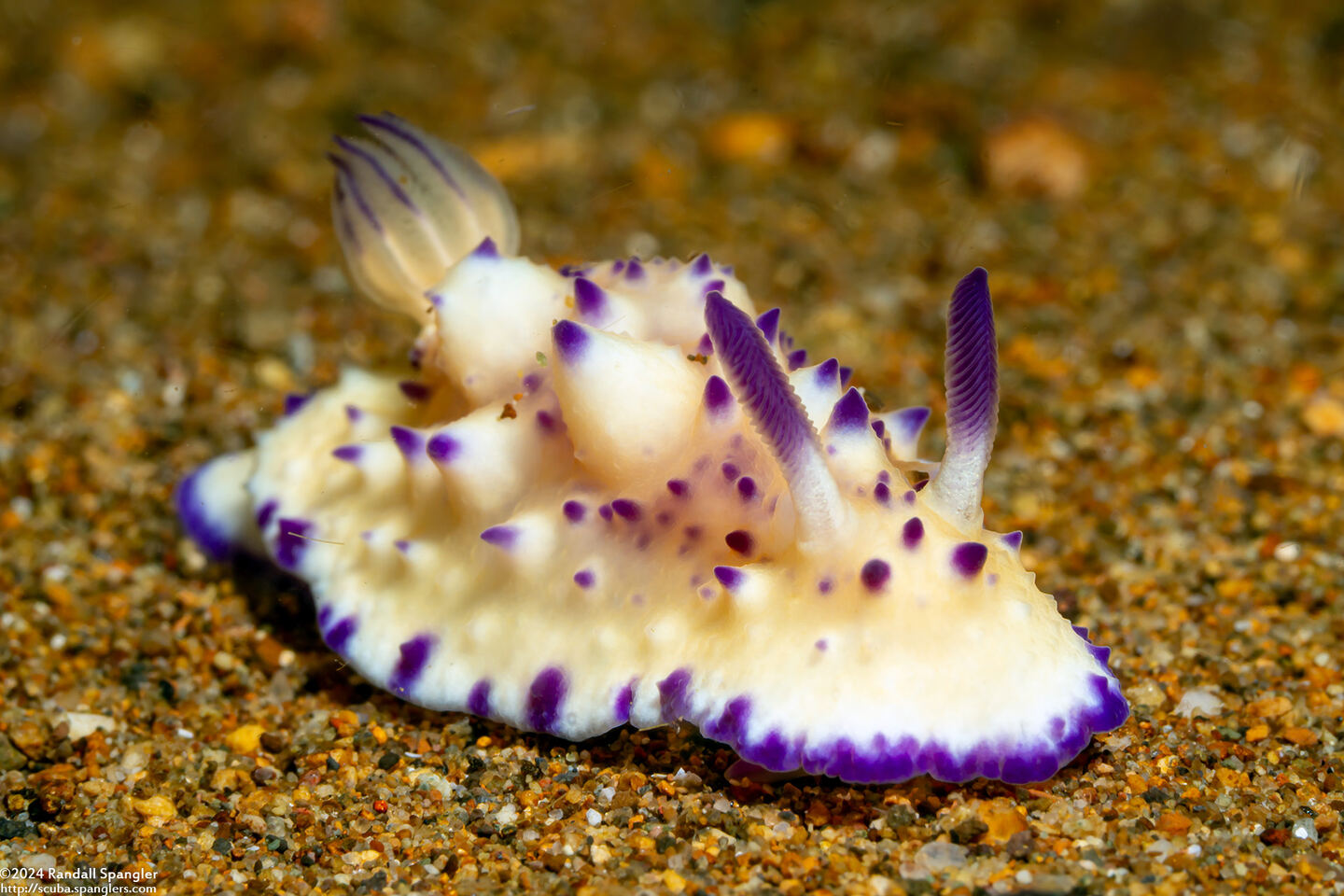 Mexichromis multituberculata (Bumpy Mexichromis)