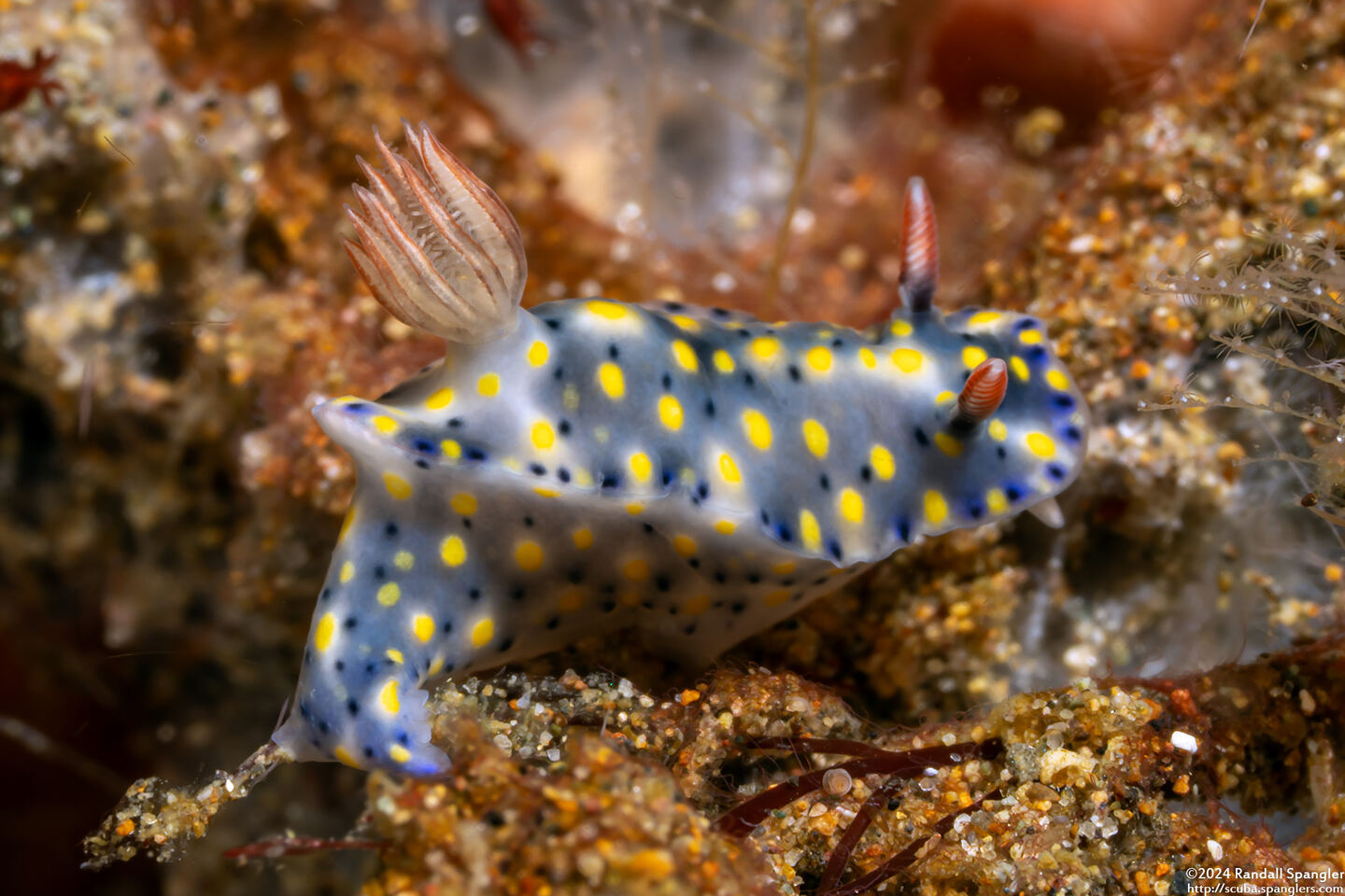 Hypselodoris confetti (Confetti Hypselodoris)