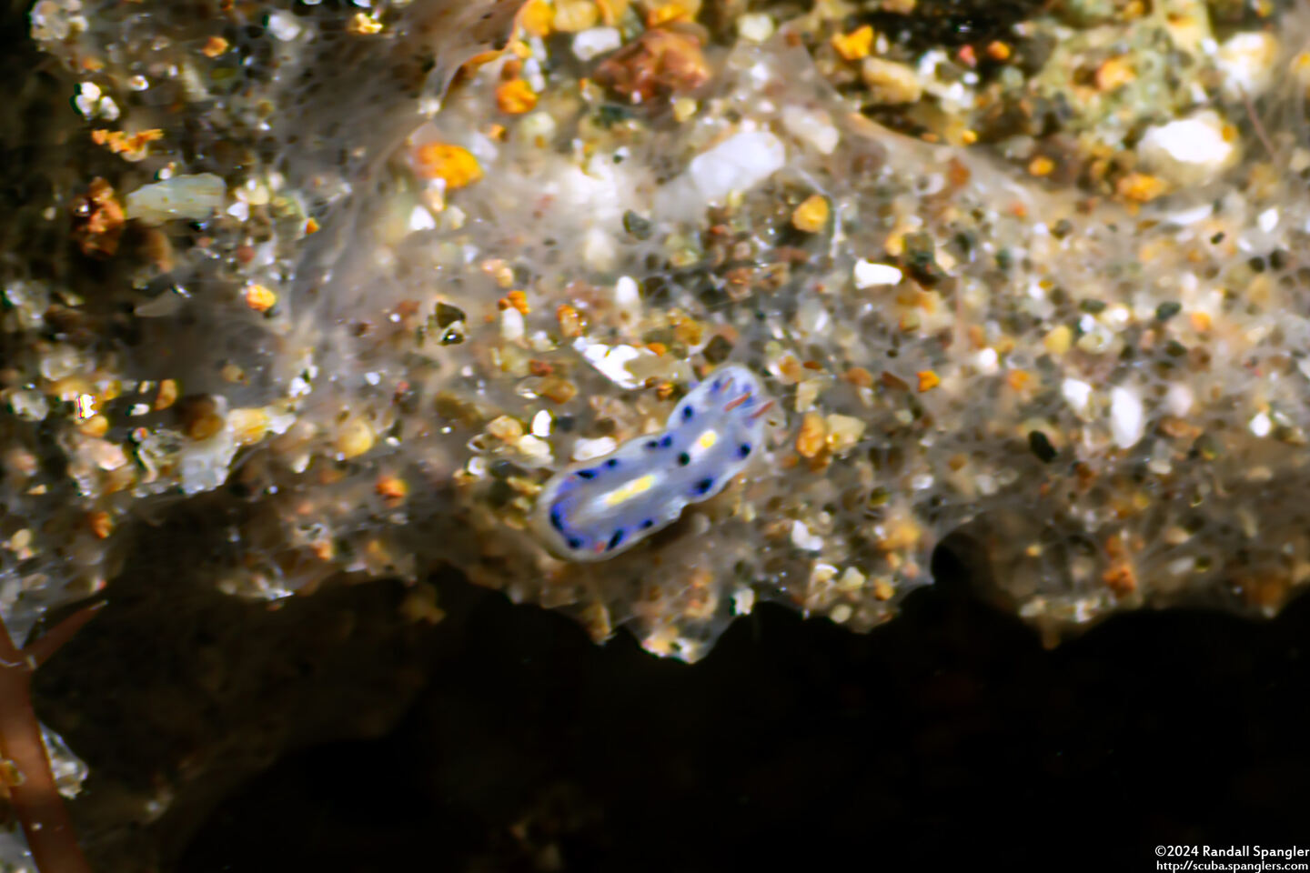 Hypselodoris infucata (Fire Hypselodoris); Tiny juvenile