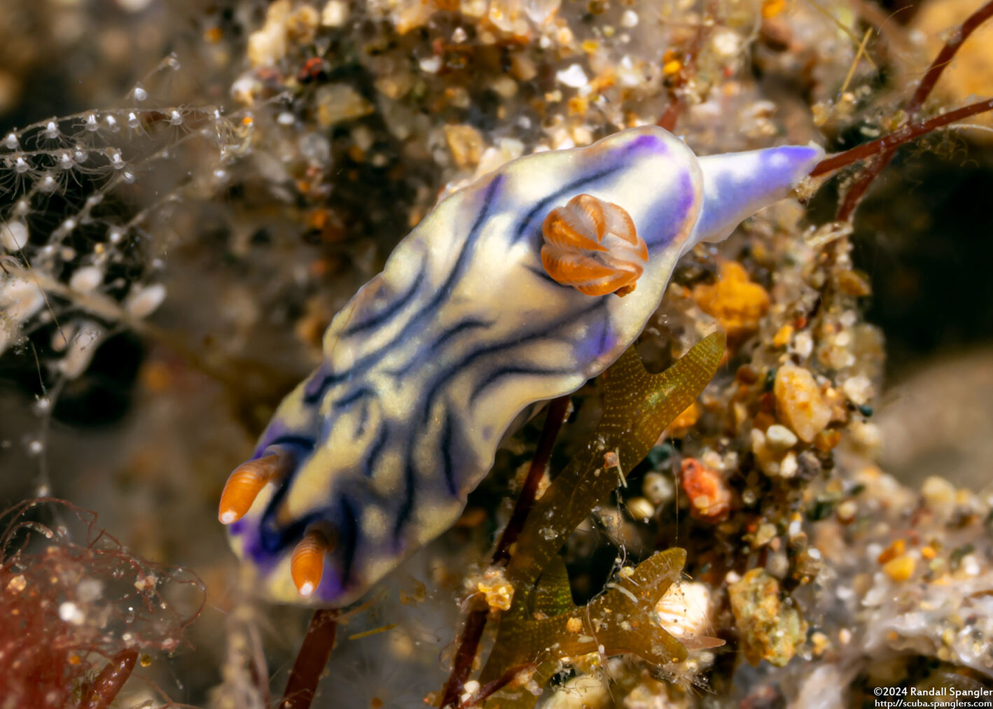 Hypselodoris zephyra (Zephyra Hypselodoris)
