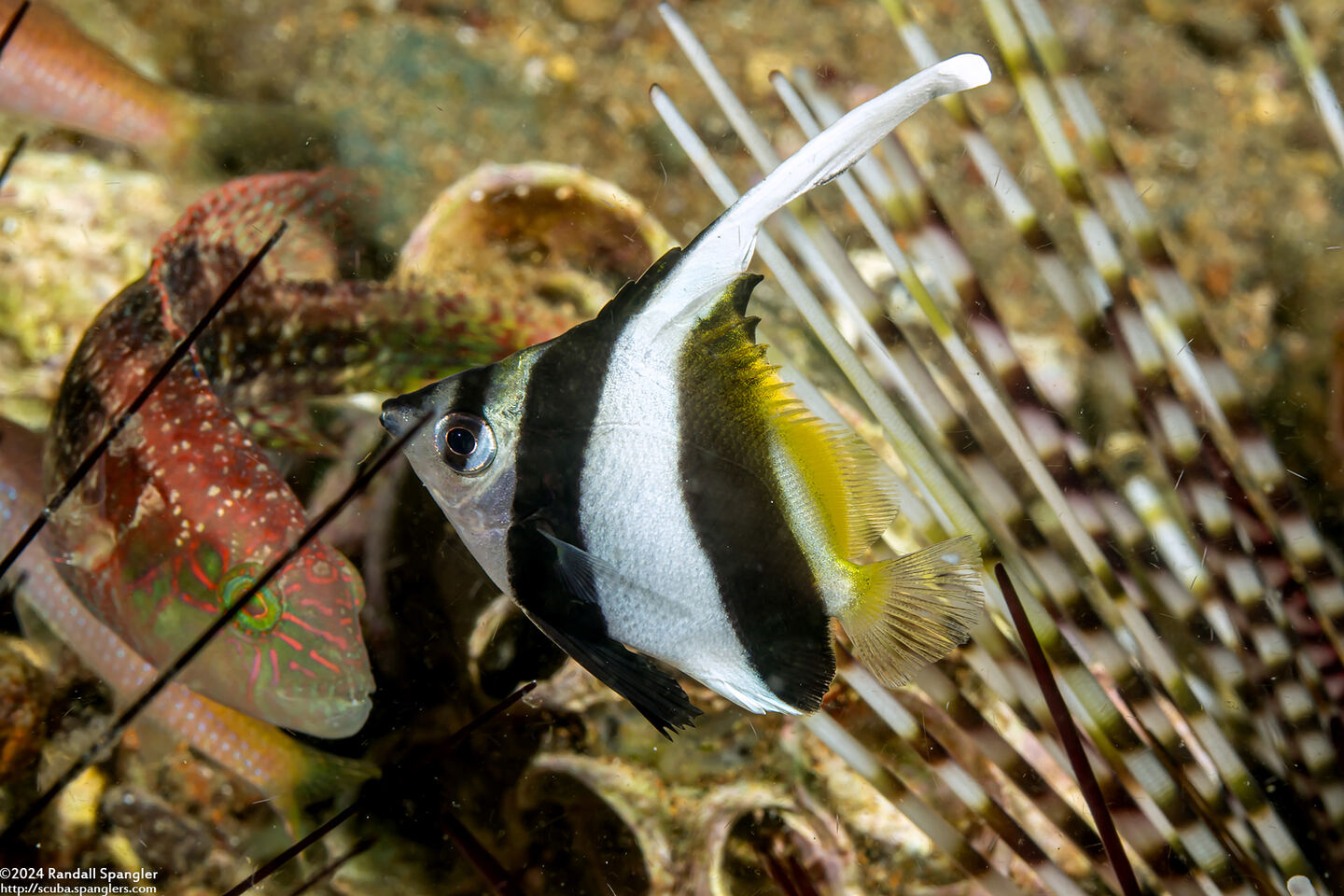 Heniochus diphreutes (Schooling Bannerfish)