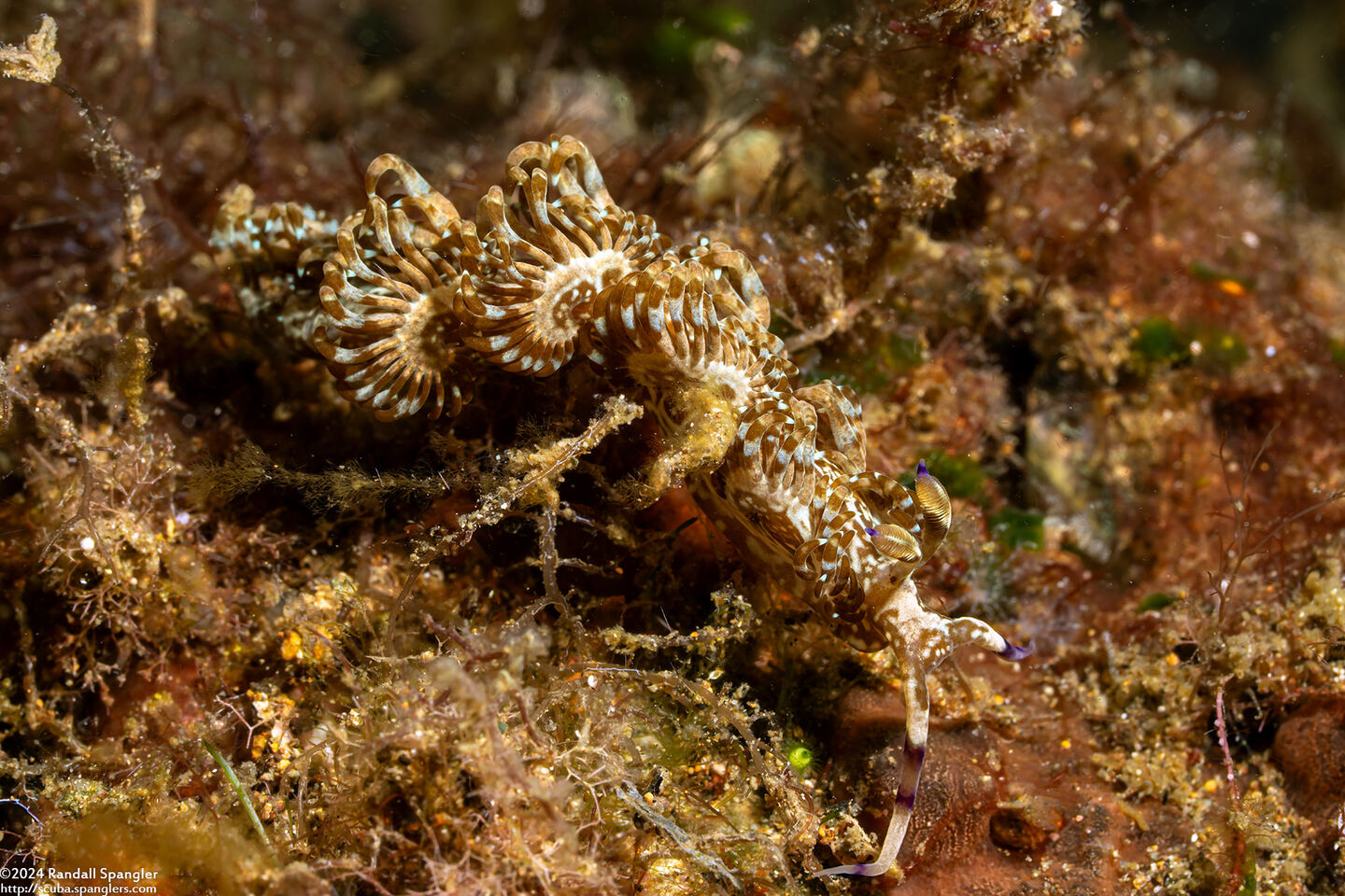 Pteraeolidia semperi (Blue Dragon Nudibranch)