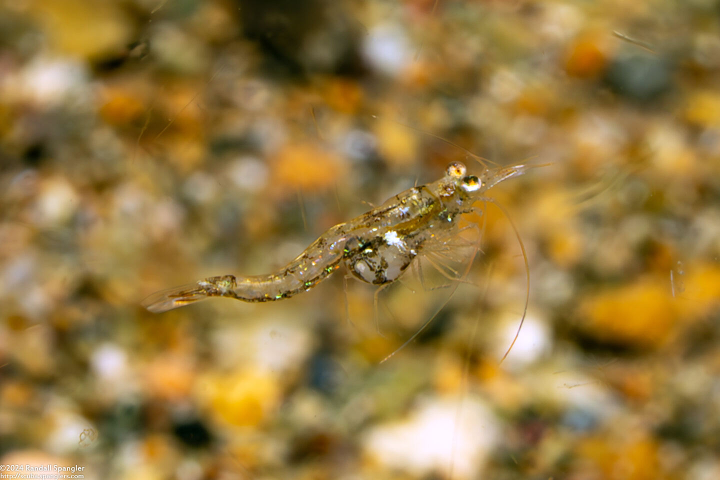 Order Mysida (Mysids)