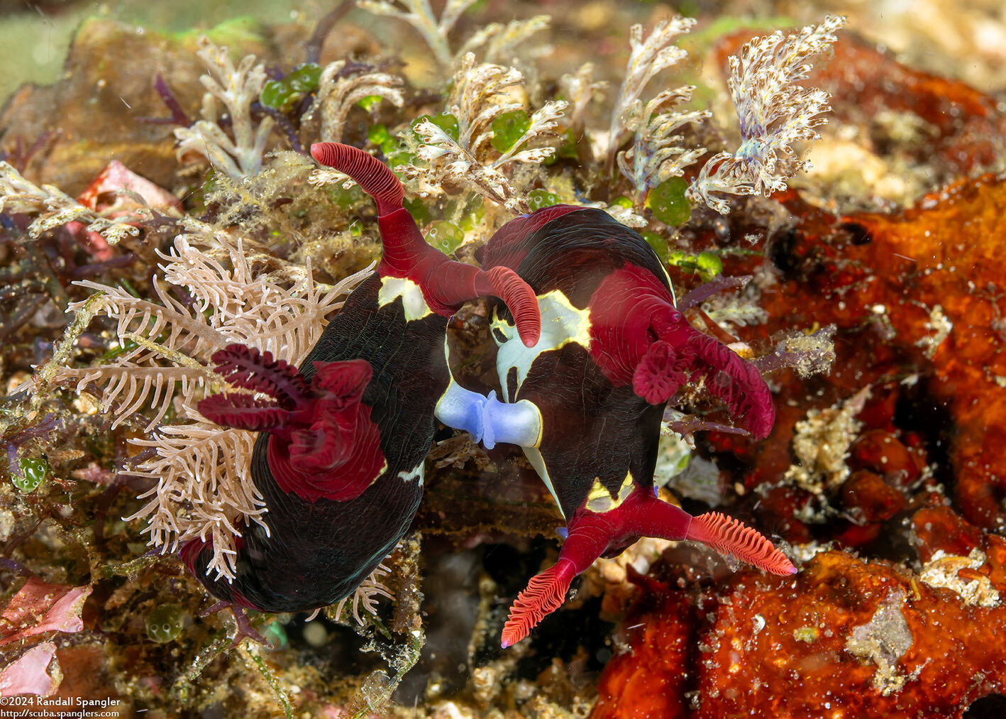 Nembrotha chamberlaini (Chamberlain's Nembrotha)