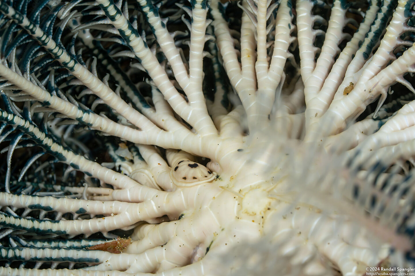 Myzostomatidae sp.1 (Myzostomid Worm)