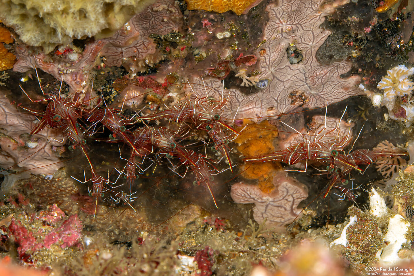 Rhynchocinetes durbanensis (Dancing Shrimp)