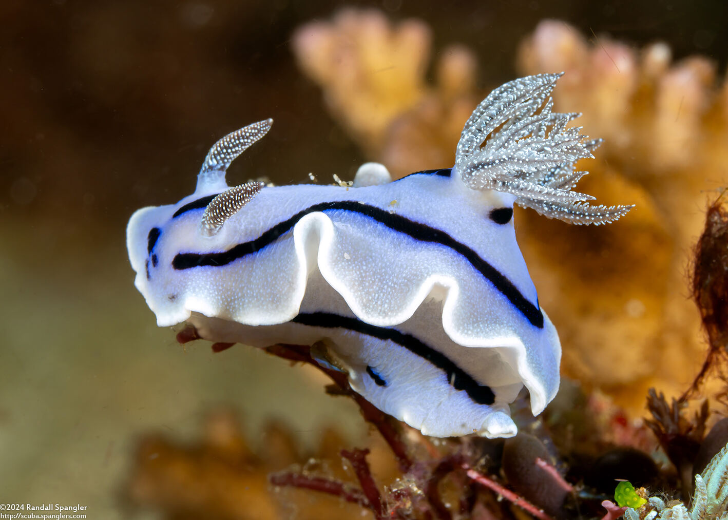 Chromodoris willani (Willan's Chromodoris)