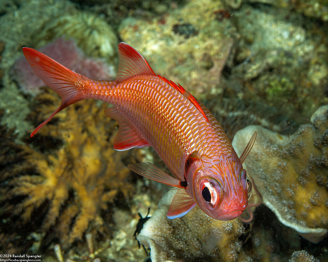 Myripristis kuntee (Pearly Soldierfish)